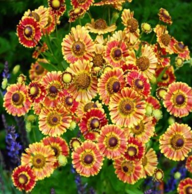 Rudens helēnija 'Mariachi Fuego'